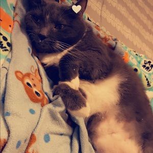 Meet your Posher, Morgan